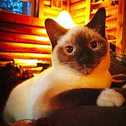 Thai is registered to the contest to win money with this photo: animal, cat, closeup, comfort, cozy, domestic, ears, face, feline, fur, home, indoor, lamp, paw, pet, relaxed, resting, siamese_cat, warm_lighting, wooden_wall