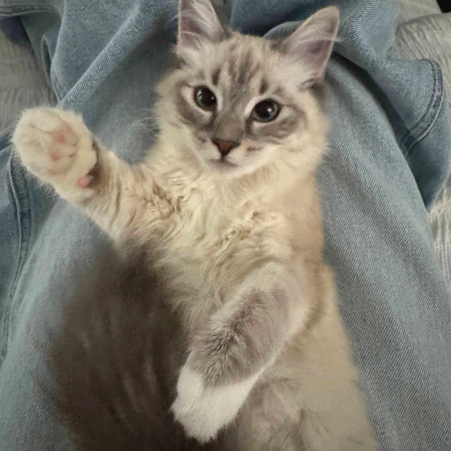 Bella joined the competition — help win amazing prizes! abyssinian, angora, animal, blanket, cat, clothing, couch, furniture, homedecor, kitten, linen, manx, pants, pet, quilt, siamese