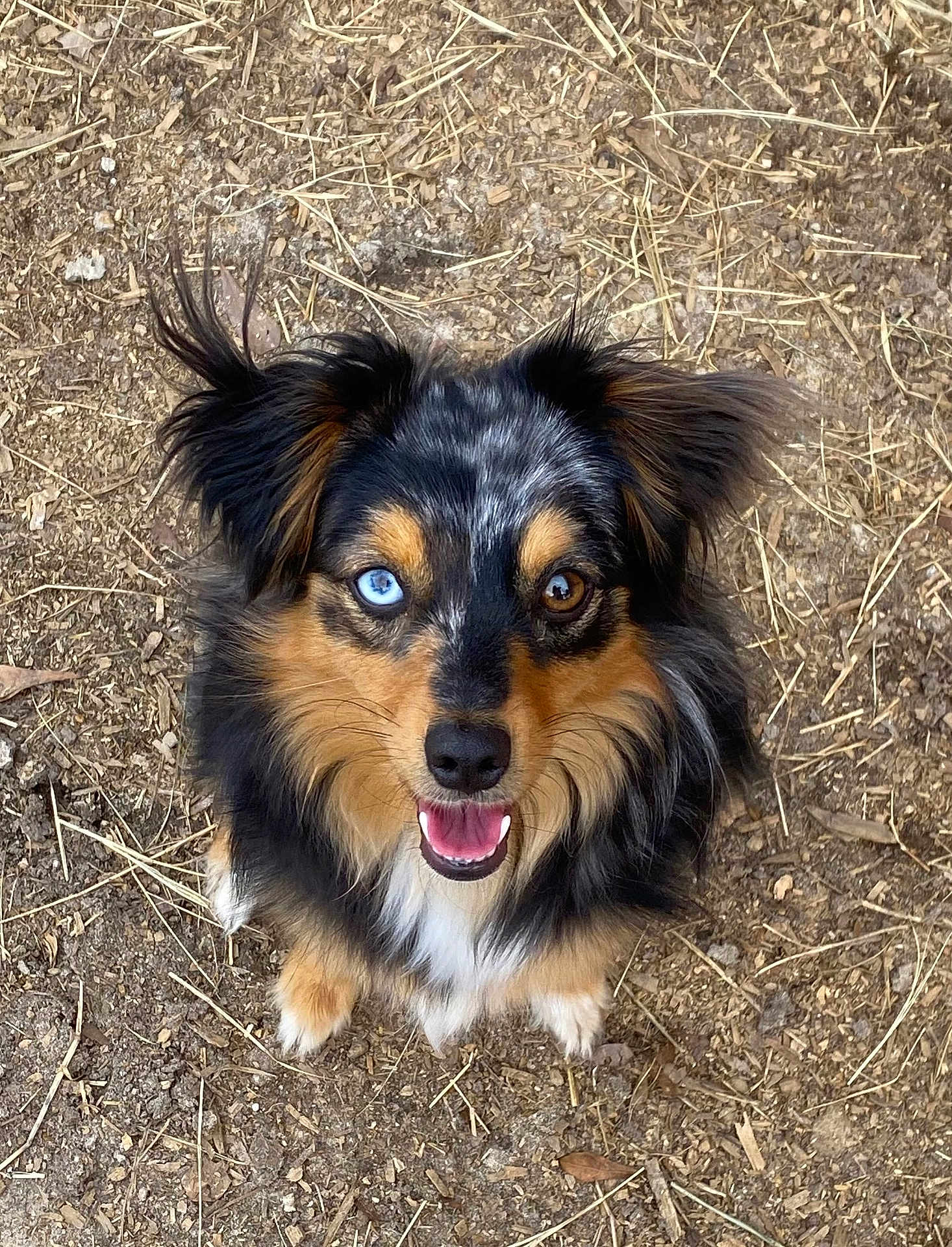 Dali