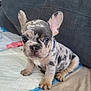 puppy, dog, french_bulldog, spotted, pet, cute, sitting, indoor, quilted_pad, couch, ears, eyes, fur, small, animal, domestic_animal, young, looking, adorable, companion