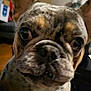 dog, french_bulldog, close_up, pet, animal, ears, face, eyes, indoor, curious, blurred_background, muzzle, short_hair, companion, domestic_animal, cute, portrait, brown, black_spots, white_chest