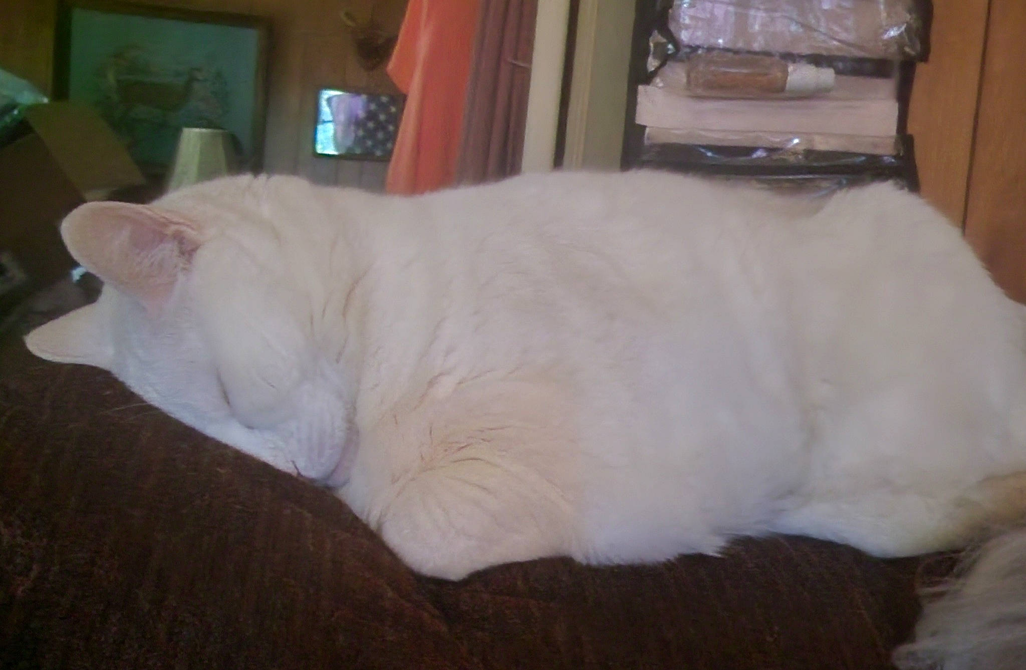 Baby joined the competition — help win amazing prizes! carnivore, cat, comfort, curtain, domestic_short_haired_cat, fawn, felidae, flooring, fur, hardwood, paw, small_to_medium_sized_cats, snout, tail, whiskers, wood