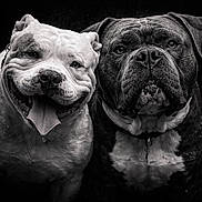 Fiston Et Silco participe au concours pour gagner de l'argent avec cette photo : dog, bulldog, portrait, black_and_white, animal, pet, close_up, face, canine, tongue_out, expression, two_dogs, wet, collar, friendship, muzzle, wrinkles, companion, studio, dark_background
