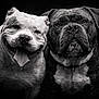 dog, bulldog, portrait, black_and_white, animal, pet, close_up, face, canine, tongue_out, expression, two_dogs, wet, collar, friendship, muzzle, wrinkles, companion, studio, dark_background