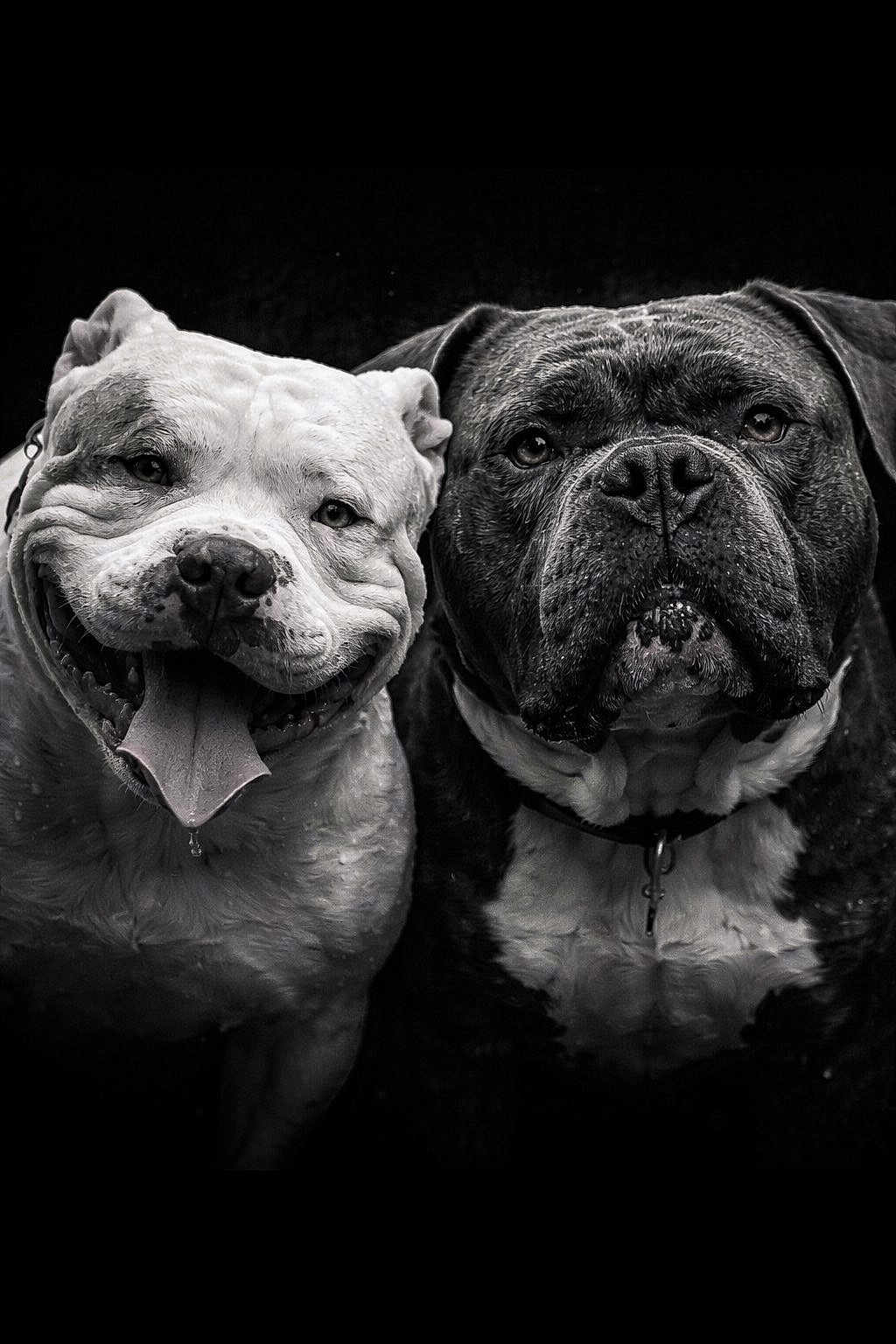Fiston Et Silco participe au concours pour gagner de l'argent avec cette photo : dog, bulldog, portrait, black_and_white, animal, pet, close_up, face, canine, tongue_out, expression, two_dogs, wet, collar, friendship, muzzle, wrinkles, companion, studio, dark_background