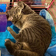 Xena is registered to the contest to win money with this photo: cat, tabby, cage, blue_towel, reflection, pet, feline, indoor, fur, whiskers, paw, relaxed, striped, animal, closeup, comfort, grooming, resting, pink_cage, mirror