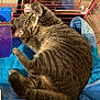 cat, tabby, cage, blue_towel, reflection, pet, feline, indoor, fur, whiskers, paw, relaxed, striped, animal, closeup, comfort, grooming, resting, pink_cage, mirror
