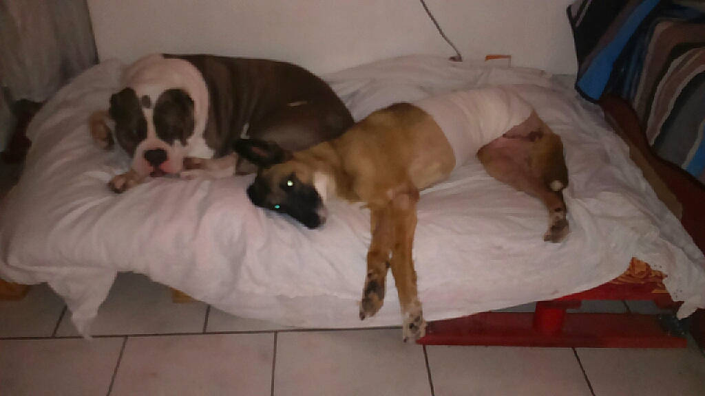 Kalouche a rejoint le concours — aidez-le/la à gagner de superbes lots ! american_bulldog, boxer, canidae, carnivore, companion_dog, dog, dog_breed, fawn, mammal, non_sporting_group, olde_english_bulldogge, snout, sporting_group, valley_bulldog, vertebrate