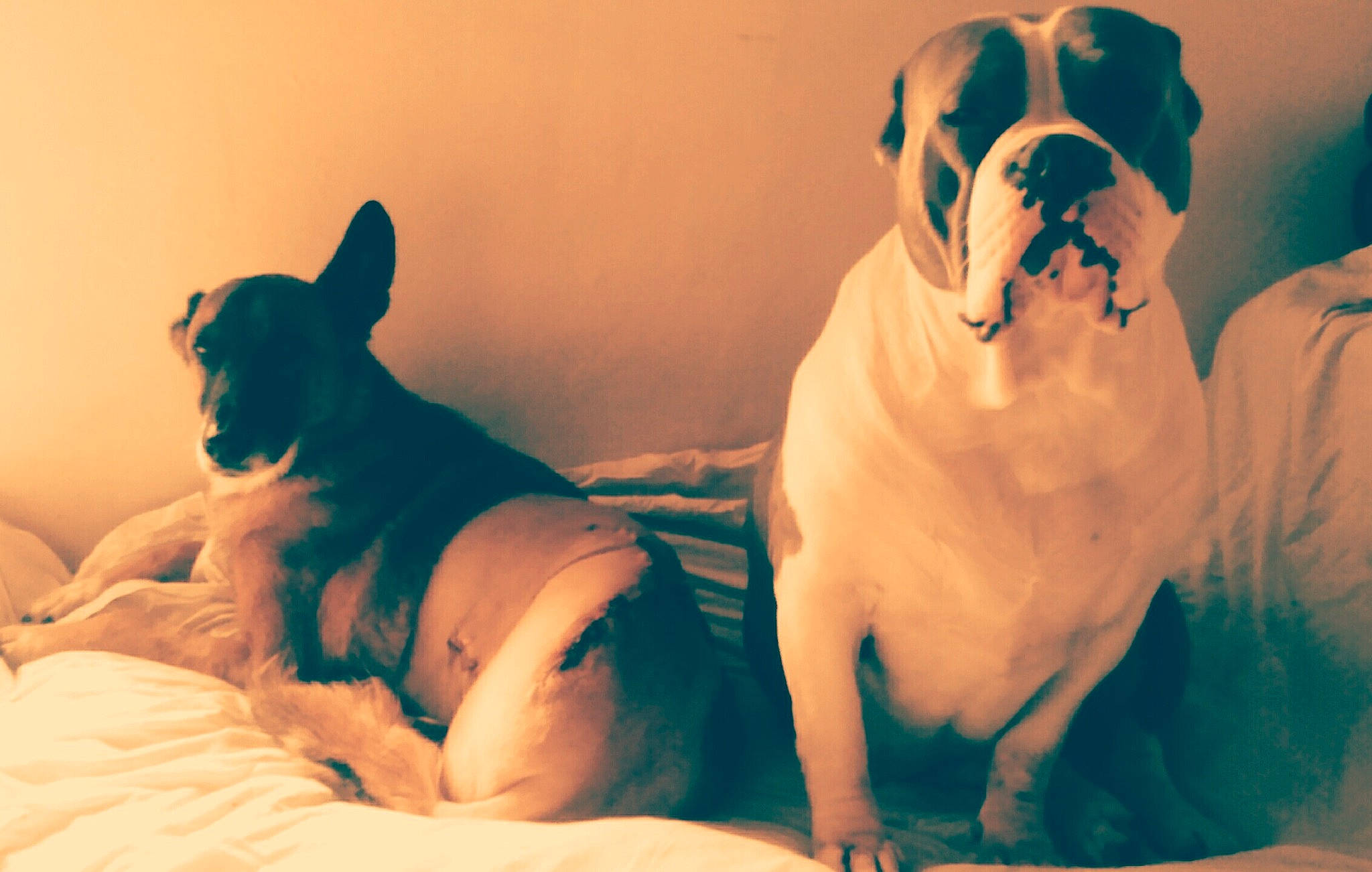 Kalouche participe au concours pour gagner de l'argent avec cette photo : american_bulldog, bulldog, canidae, carnivore, companion_dog, dog, dog_breed, fawn, french_bulldog, mammal, non_sporting_group, olde_english_bulldogge, puppy_love, snout, sporting_group, toy_bulldog, valley_bulldog, vertebrate