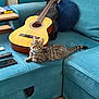 Smoky participe au concours pour gagner de l'argent avec cette photo : blue_pillow, book, cat, collar, curious, domestic_animal, electronics, floor, furniture, guitar, indoor, kitten, living_room, pet, phone, remote_control, resting, sofa, teal, wooden_table