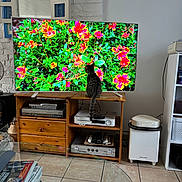 Smoky participe au concours pour gagner de l'argent avec cette photo : cat, colorful, curious, decor, electronics, flower, glass_table, indoor, living_room, magazine, mirror, pet, plant, remote_control, rug, sitting, tabby_cat, tile_floor, tv, wooden_furniture