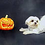 animal, black_background, carved_pumpkin, cute, dog, festive, fluffy, halloween, holiday, indoors, isolated, jack_o_lantern, pet, playful, portrait, pumpkin, puppy, small_dog, studio_shot, white_dog