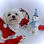 blue_hat, blue_scarf, christmas, cute, decorations, dog, festive, fluffy, gift_box, holiday, holiday_spirit, indoor, pet, red_gift, santa_figurine, santa_outfit, small_tree, snowman, white_background, white_dog