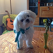 My Lucky participe au concours pour gagner de l'argent avec cette photo : chair, cozy, cute, decor, dog, flower_vase, furniture, guitar, head_tilt, home, indoor, living_room, pet, plastic_tablecloth, ribbon, small_dog, table, white_dog, wooden_cabinet, yellow_flowers