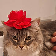 Litchi participe au concours pour gagner de l'argent avec cette photo : cat, feline, pet, animal, fluffy, long_hair, gray_fur, white_fur, tabby, flower, red_flower, costume, hat, portrait, close_up, green_eyes, whiskers, indoors, hand, funny