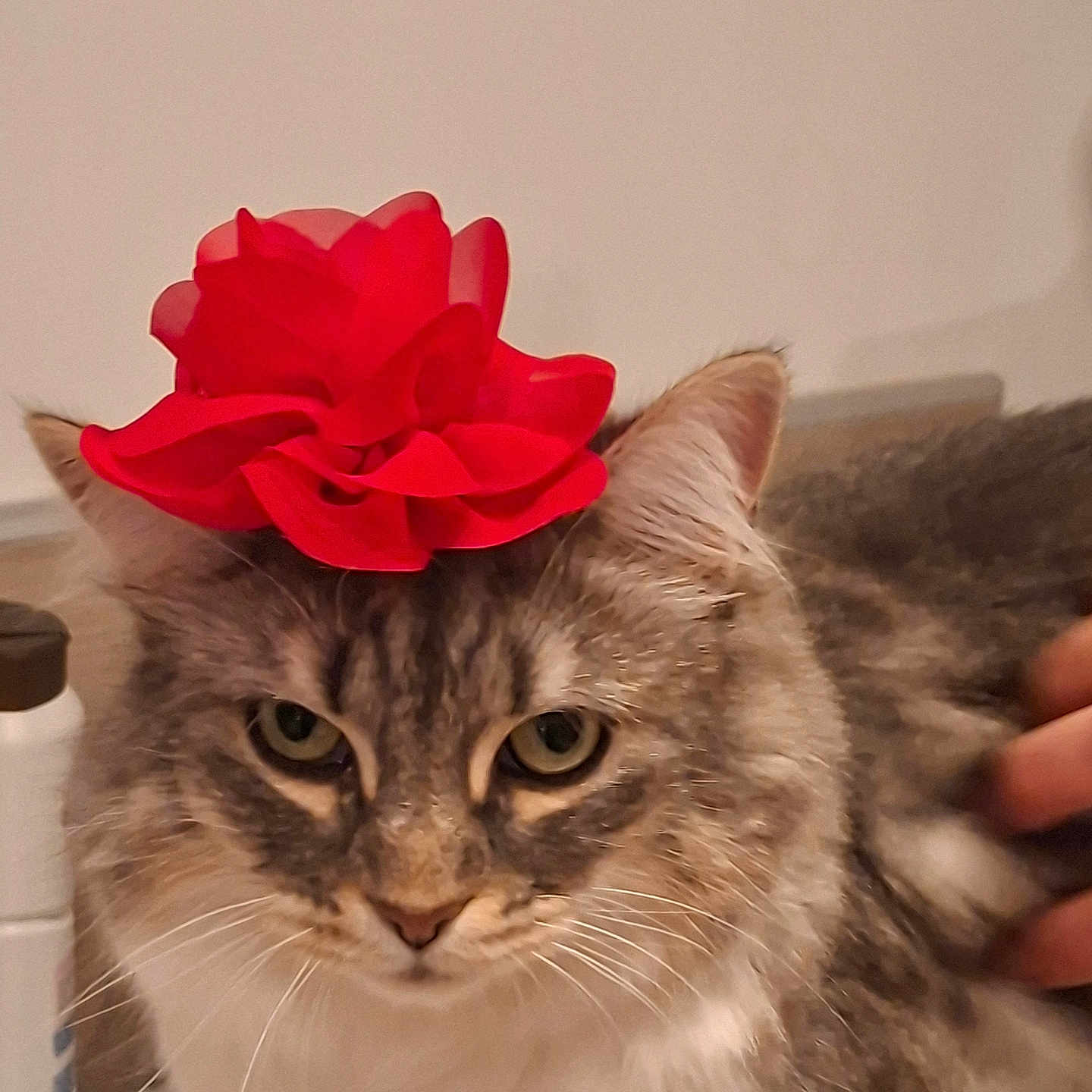 Litchi participe au concours pour gagner de l'argent avec cette photo : cat, feline, pet, animal, fluffy, long_hair, gray_fur, white_fur, tabby, flower, red_flower, costume, hat, portrait, close_up, green_eyes, whiskers, indoors, hand, funny