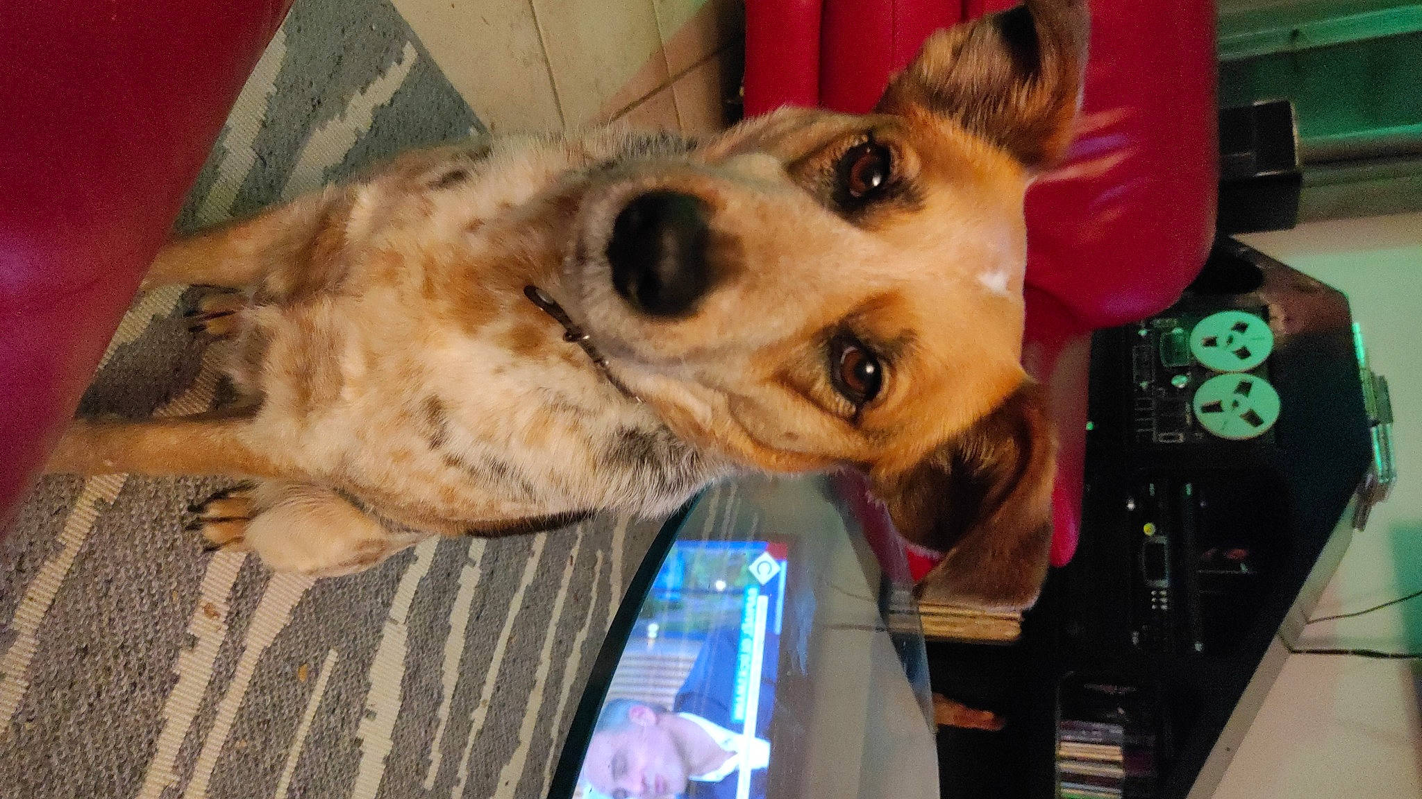 Ninja a rejoint le concours — aidez-le/la à gagner de superbes lots ! canidae, carnivore, collar, companion_dog, dog, dog_breed, dog_supply, fawn, fur, jaw, snout, sporting_group, working_animal