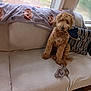 Ruby is registered to the contest to win money with this photo: dog, couch, blanket, window, shoe, indoor, pet, fur, toy, cozy, home, curly_hair, beige, sitting, paw_print, fabric, playful, living_room, light, plant