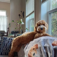 Ruby joined the competition — help win amazing prizes! dog, couch, blanket, living_room, window, plant, lamp, pillow, curtains, furniture, home_interior, sunlight, pet, cozy, decor, animal, fur, relaxing, indoors, curly_hair