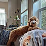 dog, couch, blanket, living_room, window, plant, lamp, pillow, curtains, furniture, home_interior, sunlight, pet, cozy, decor, animal, fur, relaxing, indoors, curly_hair