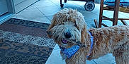 Ruby joined the competition — help win amazing prizes! dog, golden_doodle, stick, porch, tile_floor, bandana, outdoor, pet, animal, furry, cute, domestic_animal, canine, happy, standing, house, grill, chair, mat, backyard