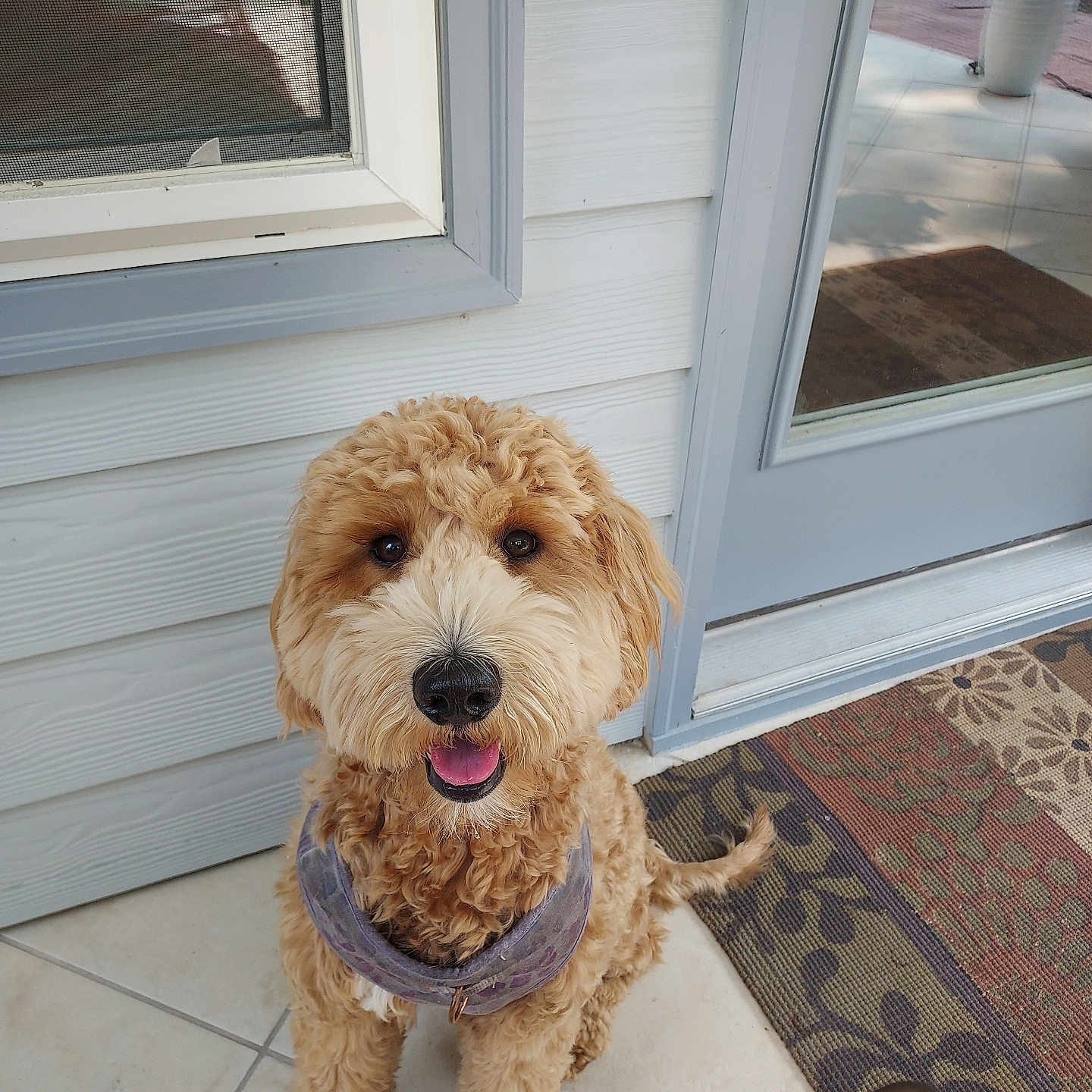 Ruby is registered to the contest to win money with this photo: bandana, canine, companion, curly_hair, dog, domestic_animal, door, doormat, fur, happy, house, looking_up, outside, pet, porch, sitting, smiling, sunlight, tile_floor, window
