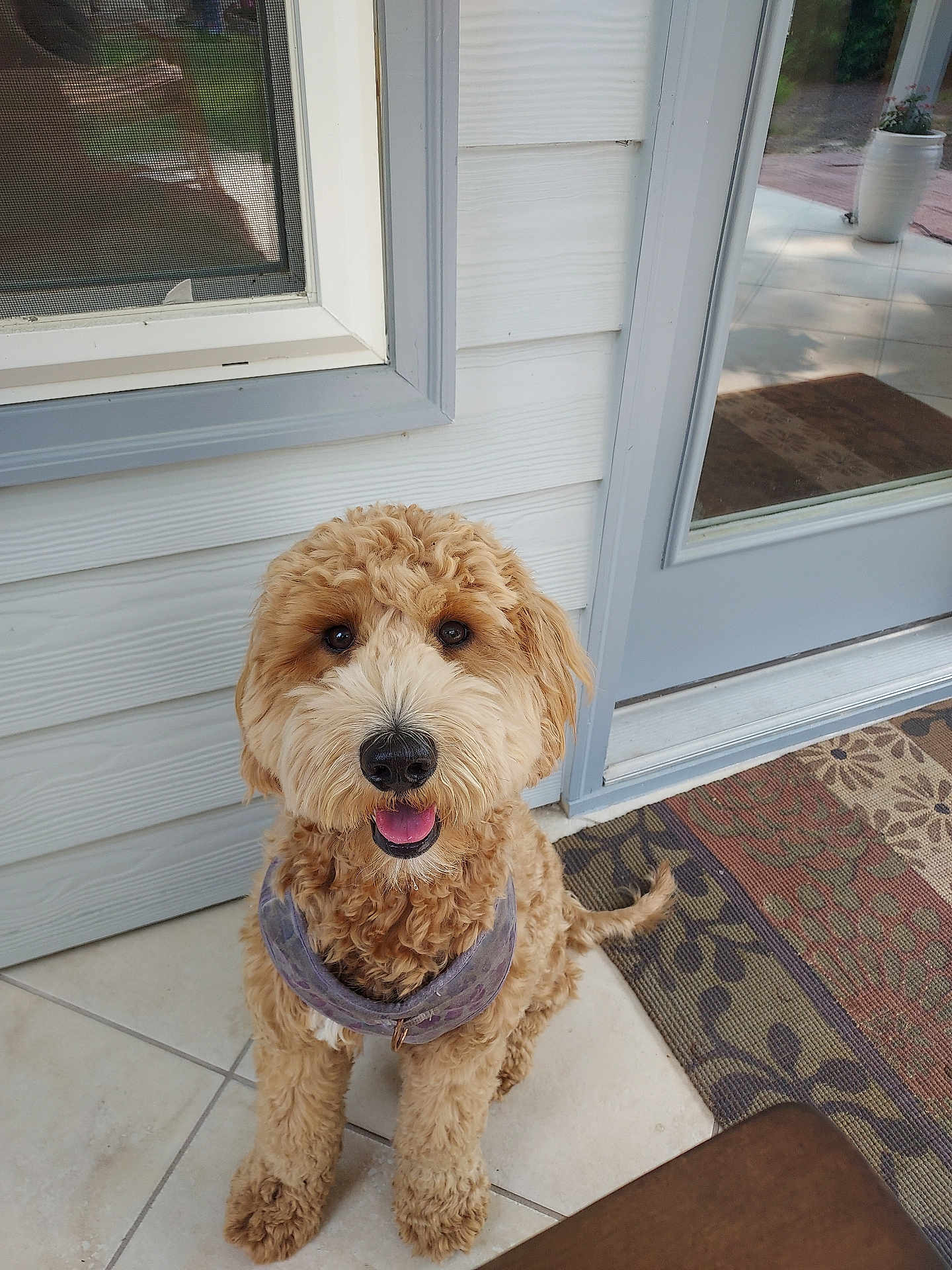 Ruby is registered to the contest to win money with this photo: dog, curly_hair, bandana, happy, sitting, porch, tile_floor, door, window, doormat, outside, pet, canine, fur, domestic_animal, companion, smiling, looking_up, house, sunlight