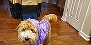 Ruby is registered to the contest to win money with this photo: canine, chair, coat, curtain, dog, domestic_animal, door, flooring, furniture, houseplant, indoor, leash, living_room, pet, plant, purple, raincoat, table, window, wooden_floor