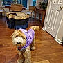 Ruby is registered to the contest to win money with this photo: dog, indoor, wooden_floor, raincoat, purple, window, chair, table, plant, pet, furniture, coat, curtain, door, leash, houseplant, canine, flooring, living_room, domestic_animal