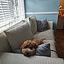 dog, brown_dog, couch, pillows, window, blinds, indoor, living_room, home, resting, cozy, fur, pet, relaxed, decor, blue_wall, soft_light, comfortable, furniture, floor
