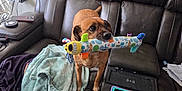 Bentley is registered to the contest to win money with this photo: dog, toy, plush_toy, couch, blanket, tablet, living_room, brown_dog, leather_furniture, indoor, pet, playful, person_covered, fabric, home, electronics, resting, cozy, furniture, smiling_toy