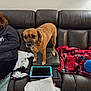 dog, brown_dog, leather_couch, blanket, tablet, paper, person_partial, indoor, living_room, cozy, pet, furniture, red_blanket, blue_toy, clothing, casual, relaxed, home, domestic, animal