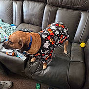 Bentley joined the competition — help win amazing prizes! dog, pet, halloween_shirt, ghosts, couch, leather, remote_control, pill_bottle, yellow_ball, smiley_face, blue_collar, indoor, carpet, shoe, blanket, clothing, toy, living_room, casual, messy