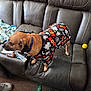 dog, pet, halloween_shirt, ghosts, couch, leather, remote_control, pill_bottle, yellow_ball, smiley_face, blue_collar, indoor, carpet, shoe, blanket, clothing, toy, living_room, casual, messy