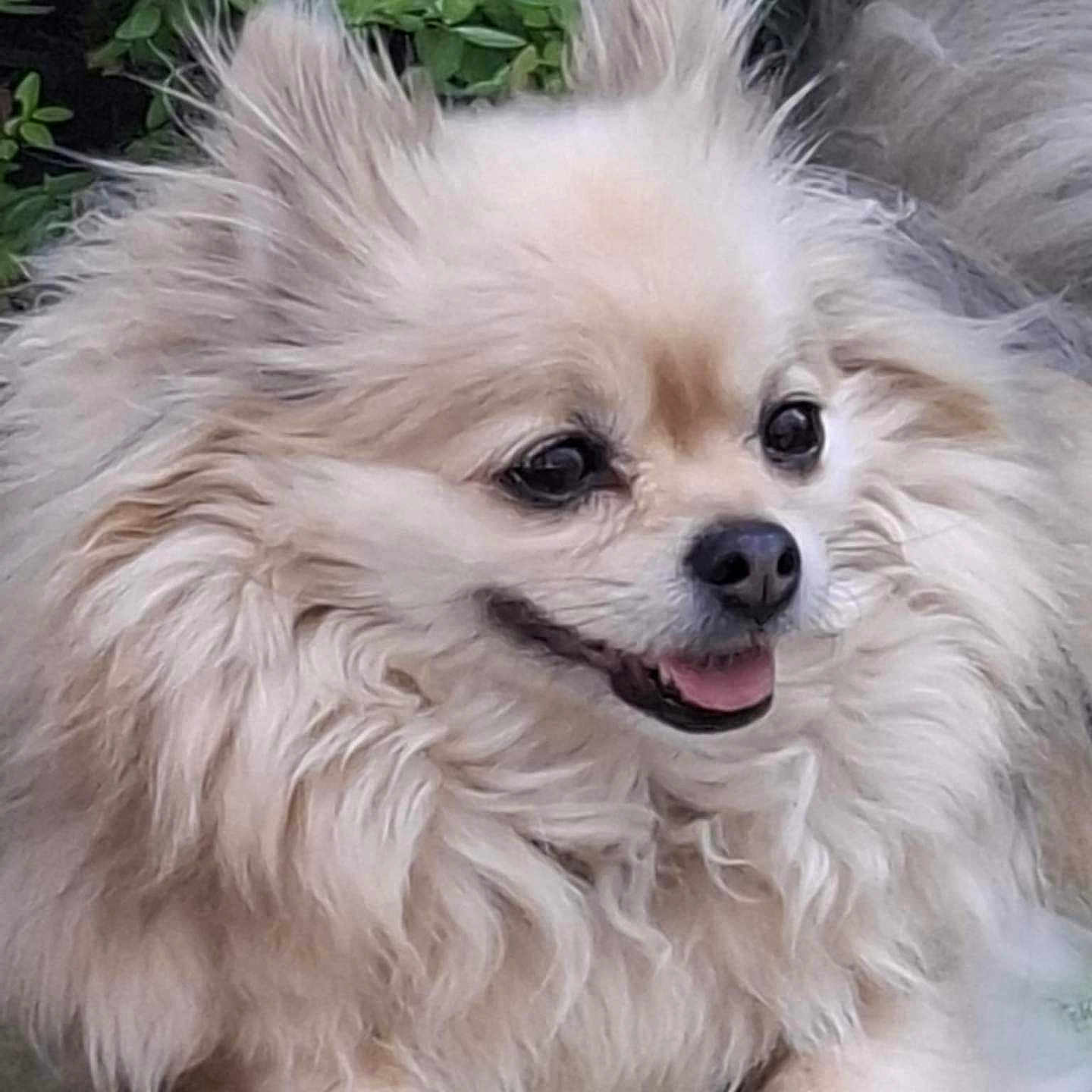 Naya a rejoint le concours — aidez-le/la à gagner de superbes lots ! animal, canine, close_up, cream_colored, cute, dog, ears, face, fluffy, fur, greenery, happy, laying_down, nature, outdoor, paws, pet, portrait, small_dog, tongue_out