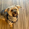 Banks is registered to the contest to win money with this photo: alert, animal, black_harness, brown_fur, canine, close_up, companion, curly_fur, cute, dog, domestic, flooring, friendly, fur_texture, indoor, looking_up, pet, portrait, small_dog, wooden_floor