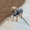 animal, brown_fur, canine, companion, curious, curly_fur, daylight, dog, domestic_animal, gray_fur, harness, leash, nature, outdoor, pet, pine_needles, sidewalk, small_dog, standing, walking