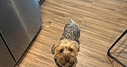 Banks is registered to the contest to win money with this photo: animal, brown_dog, cabinet, companion, curious, curly_fur, cute, dog, domestic_animal, flooring, fur, household, indoor, kitchen, looking_up, pet, puppy, refrigerator, small_dog, wooden_floor