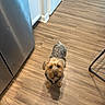 animal, brown_dog, cabinet, companion, curious, curly_fur, cute, dog, domestic_animal, flooring, fur, household, indoor, kitchen, looking_up, pet, puppy, refrigerator, small_dog, wooden_floor