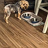 Banks joined the competition — help win amazing prizes! animal, canine, chair_leg, companion, crate, cute, dog, dog_bowl, dog_harness, domestic, flooring, food_bowl, furniture, household, indoor, metal_crate, pet, small_dog, water_bowl, wooden_floor