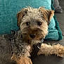 dog, small_dog, curly_fur, pet, indoor, couch, pillow, teal_pillow, fur, animal, canine, resting, harness, close_up, domestic_animal, cute, companion, relaxed, furniture, home