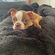 Ares joined the competition — help win amazing prizes! animal, blanket, brown, comfort, cozy, cute, dog, ears, eyes, fur, home, indoor, lying_down, nose, pet, puppy, resting, small, soft, white