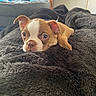 animal, blanket, brown, comfort, cozy, cute, dog, ears, eyes, fur, home, indoor, lying_down, nose, pet, puppy, resting, small, soft, white