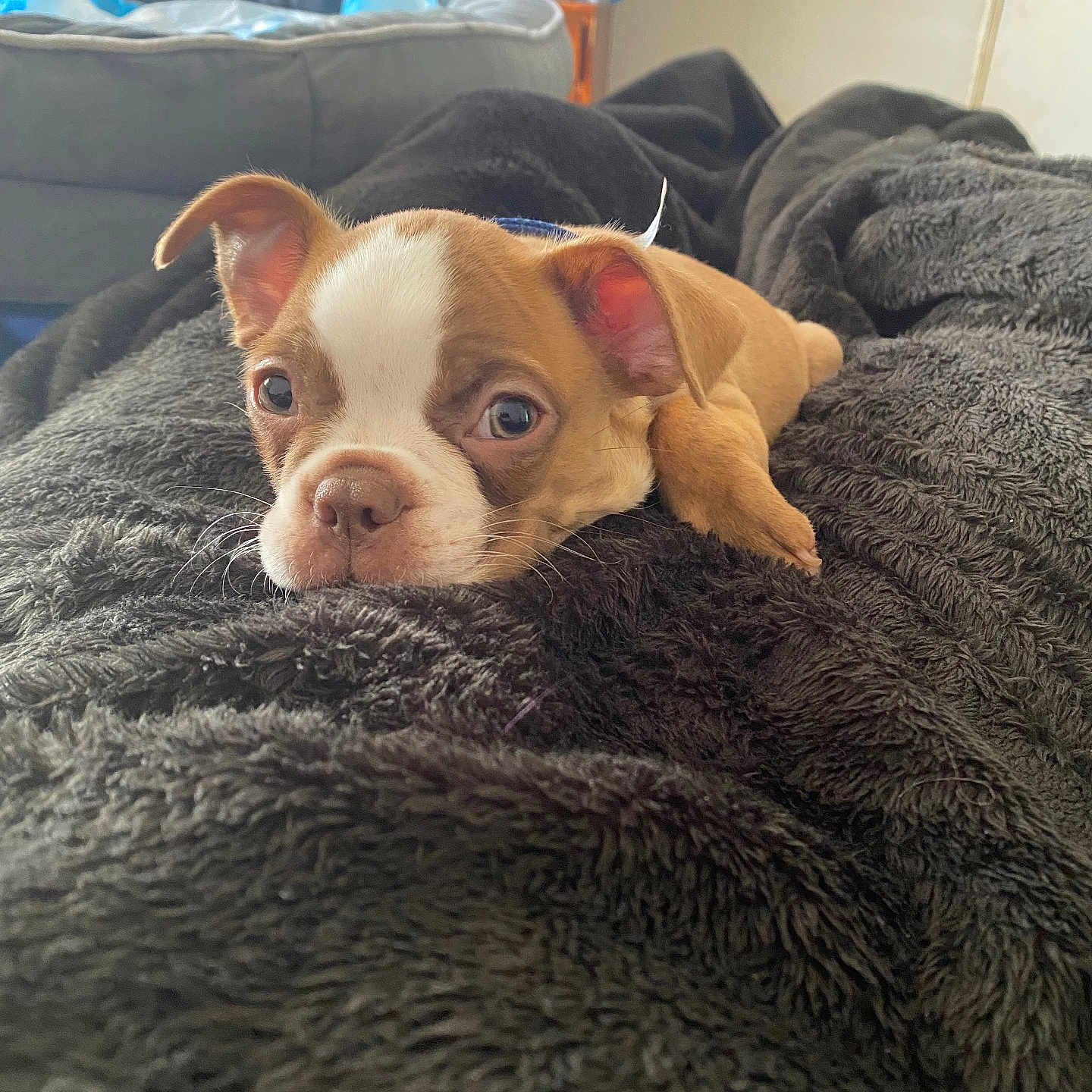 Ares