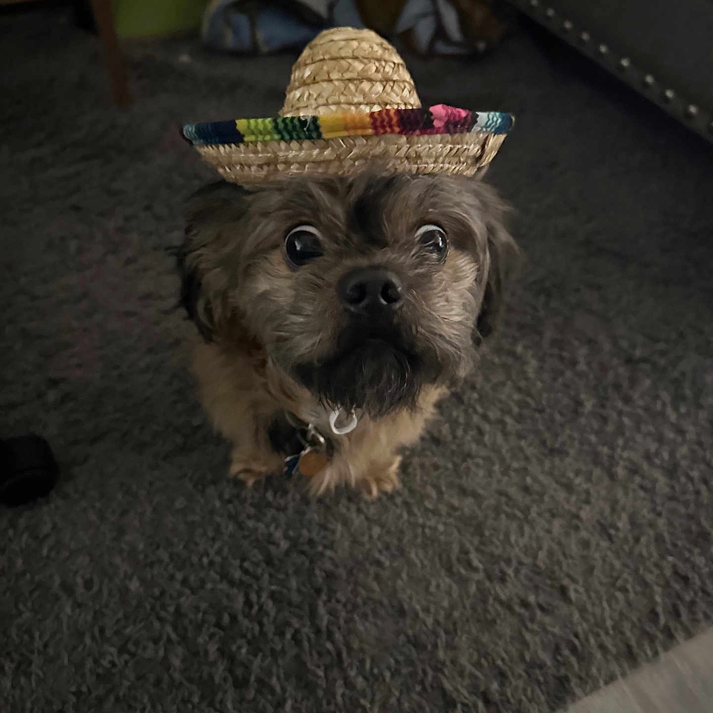 Charlie is registered to the contest to win money with this photo: animal, basket, canine, clothing, couch, dog, face, furniture, hat, head, indoors, person, pet, photography, plant, portrait, pottedplant, puppy, sombrero, terrier