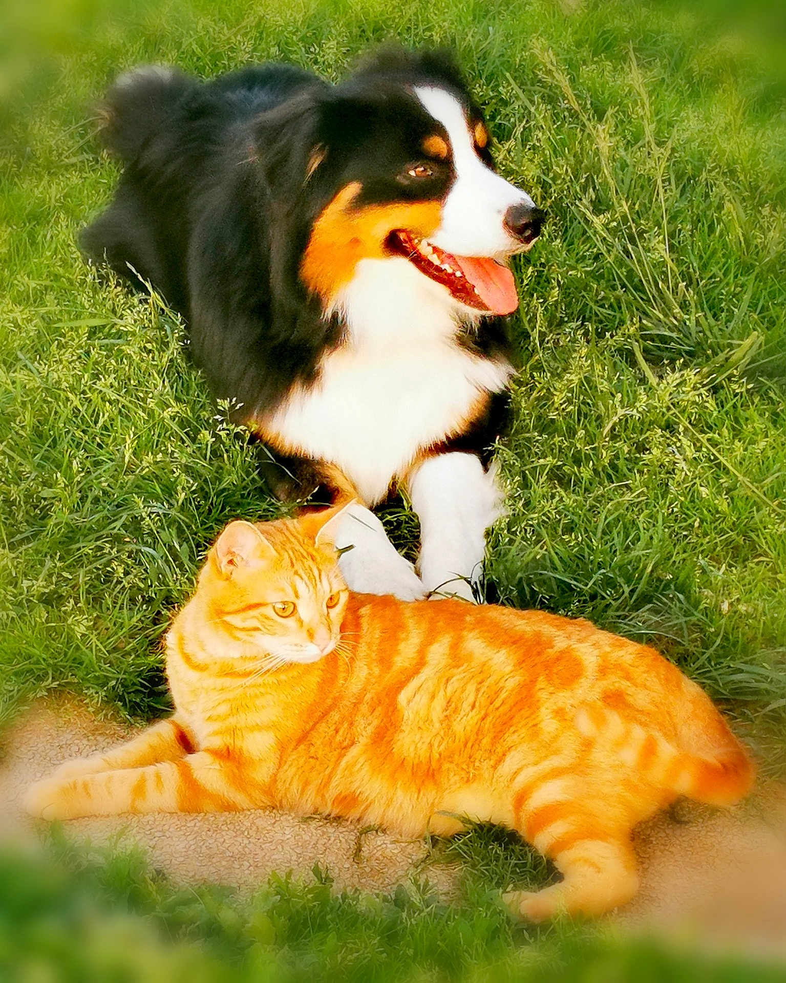Tao participe au concours pour gagner de l'argent avec cette photo : dog, cat, grass, outdoor, sunlight, pet, animal, tabby_cat, tricolor_dog, tongue_out, relaxed, lying_down, nature, greenery, fur, mammal, friendship, companions, summer, warm