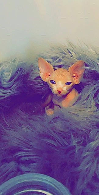 Rose is registered to the contest to win money with this photo: carnivore, cat, cornish_rex, devon_rex, donskoy, fawn, felidae, german_rex, kitten, mammal, oriental_longhair, oriental_shorthair, peterbald, rex_cat, small_to_medium_sized_cats, sphynx, vertebrate, whiskers