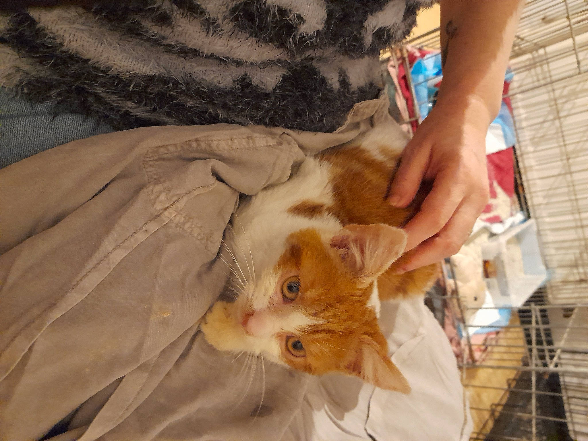 Ulk a rejoint le concours — aidez-le/la à gagner de superbes lots ! bangs, canidae, carnivore, cat, claw, comfort, companion_dog, domestic_short_haired_cat, fawn, felidae, fur, nail, small_to_medium_sized_cats, sporting_group, tail, tree, whiskers