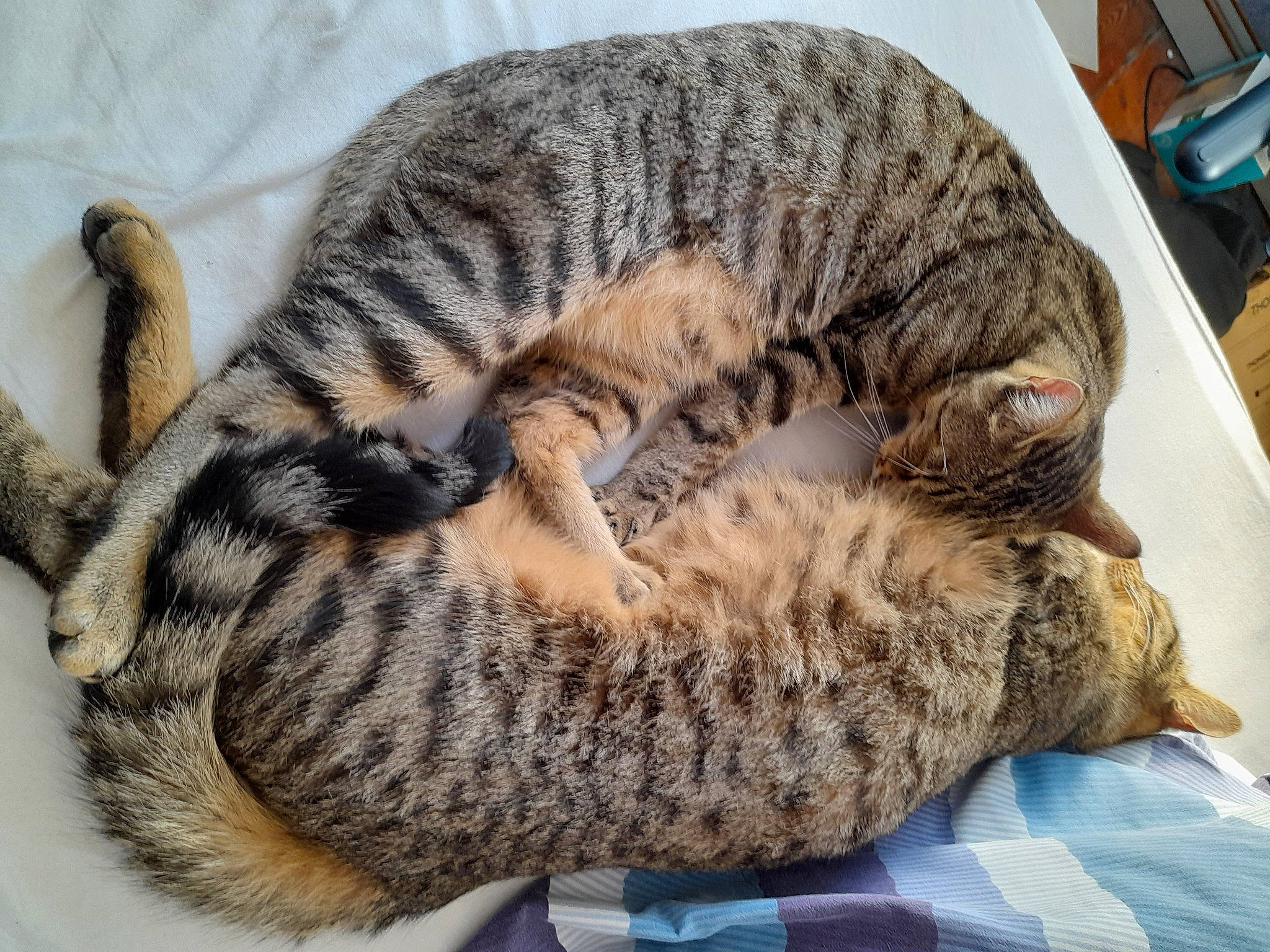 T'Choupi Et Stitch participe au concours pour gagner de l'argent avec cette photo : carnivore, cat, cat_bed, claw, comfort, domestic_short_haired_cat, felidae, fur, nap, pattern, paw, sleep, small_to_medium_sized_cats, snout, tail, terrestrial_animal, whiskers