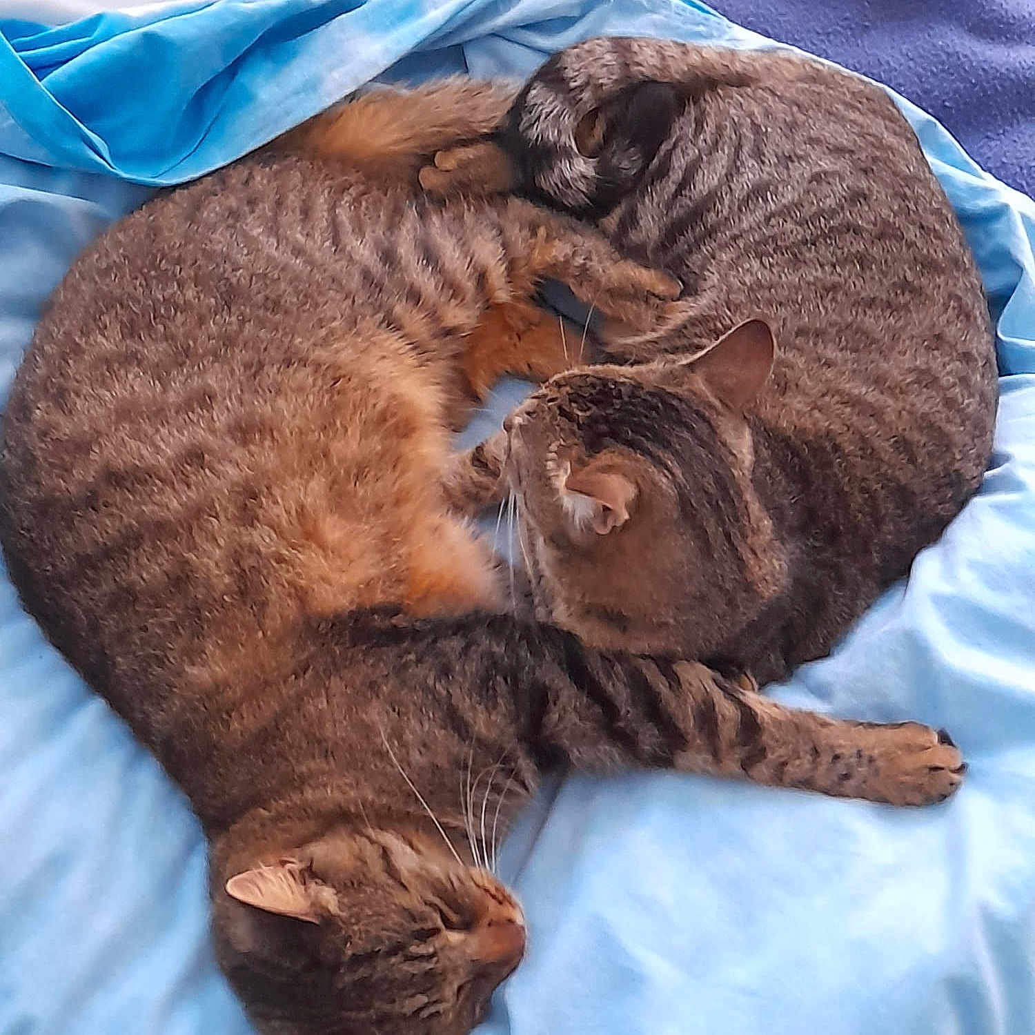 T'Choupi Et Stitch